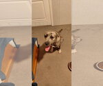 Small #9 Great Pyrenees-Plott Hound Mix