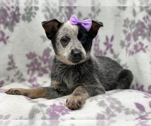 Australian Cattle Dog Puppy for sale in LAKELAND, FL, USA