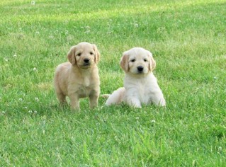 Goldendoodle Puppy for sale in WAYNESVILLE, MO, USA