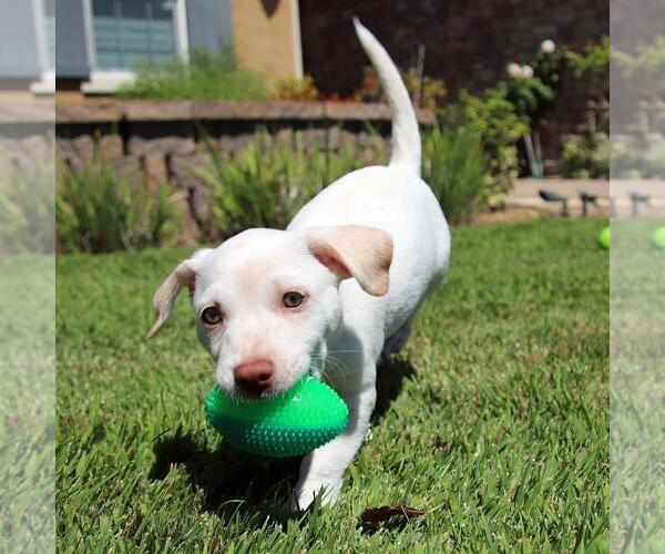 Medium Photo #8 Chihuahua-Unknown Mix Puppy For Sale in San Diego, CA, USA