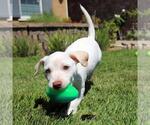 Small #7 Chihuahua Mix