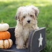 Small Photo #1 Maltese-Poodle (Toy) Mix Puppy For Sale in GAP, PA, USA