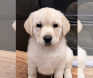 Labrador Retriever Puppy for Sale in LOS ANGELES, California USA