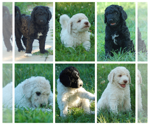 Goldendoodle Puppy for sale in COLCHESTER, CT, USA