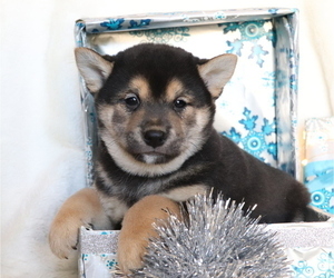 Shiba Inu Puppy for sale in SHILOH, OH, USA