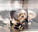 Small #3 Shih Tzu