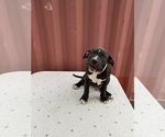 Small Photo #12 American Bully-American Pit Bull Terrier Mix Puppy For Sale in PHOENIX, AZ, USA