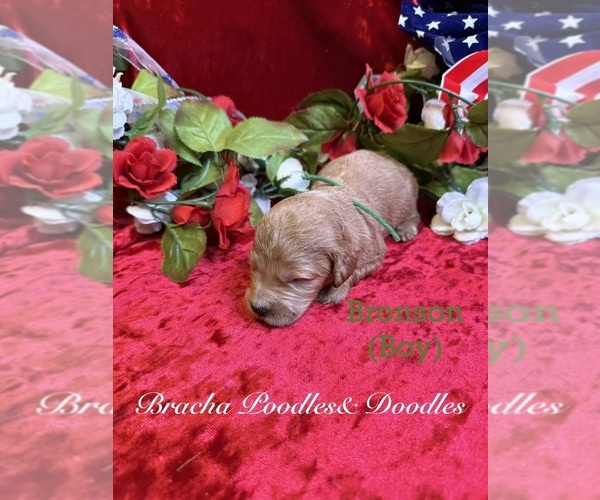 Medium Photo #10 Goldendoodle Puppy For Sale in SAINT CLOUD, MN, USA