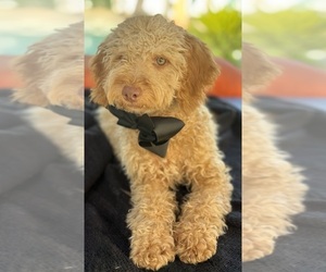 Medium Goldendoodle mix (+ Poodle Miniature)