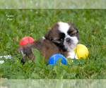 Small #5 Shih Tzu