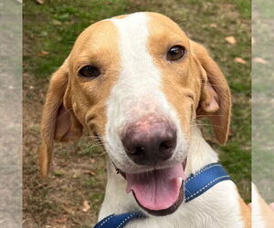 Mutt Dogs for adoption in Tarboro, NC, USA
