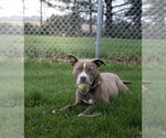 Small #6 Mutt