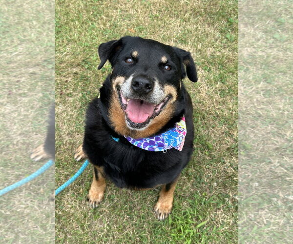 Medium Photo #3 Rottweiler Puppy For Sale in Rockaway, NJ, USA