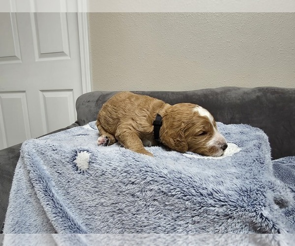 Medium Photo #10 Goldendoodle Puppy For Sale in COLLINSVILLE, IL, USA
