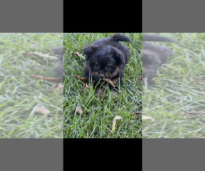 Pomapoo (Toy) Puppy for sale in NILES, MI, USA