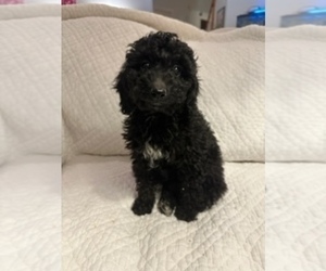 Poodle (Miniature) Puppy for sale in FREDERICKSBURG, VA, USA