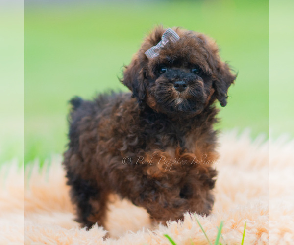 Medium Photo #51 Poodle (Miniature) Puppy For Sale in WARSAW, IN, USA