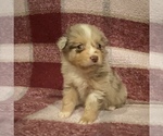 Small Photo #3 Australian Shepherd Puppy For Sale in EXETER, MO, USA
