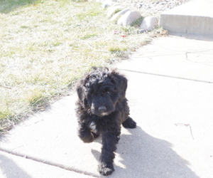 Aussiedoodle Miniature  Puppy for sale in BELLE PLAINE, MN, USA