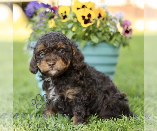 Medium Photo #4 Cavapoo (Miniature) Puppy For Sale in QUARRYVILLE, PA, USA