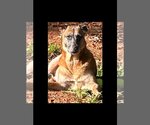 Small Photo #4 German Shepherd Dog-Unknown Mix Puppy For Sale in Atlanta, GA, USA