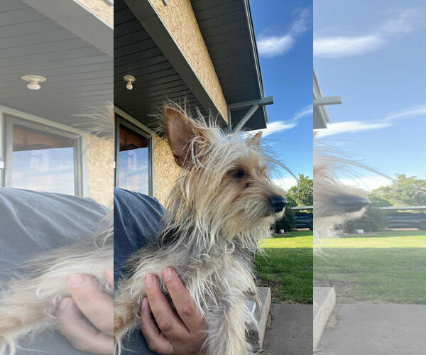 Medium Photo #3 Mutt Puppy For Sale in Grafton, WI, USA