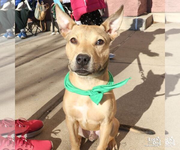 Medium Photo #3 Mutt Puppy For Sale in Washington, DC, USA