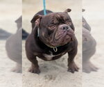 Small #1 Bulldog Mix