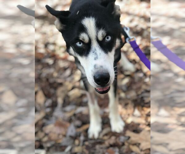 Medium Photo #3 Siberian Husky-Unknown Mix Puppy For Sale in Mt. Laurel, NJ, USA