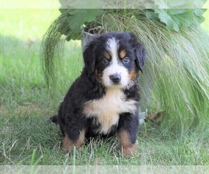 Bernese Mountain Dog Puppy for sale in FREDERICKSBG, OH, USA