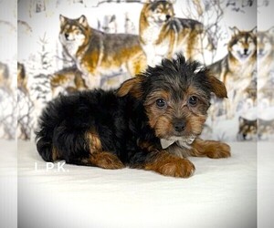 Yorkshire Terrier Puppy for sale in WINNSBORO, LA, USA