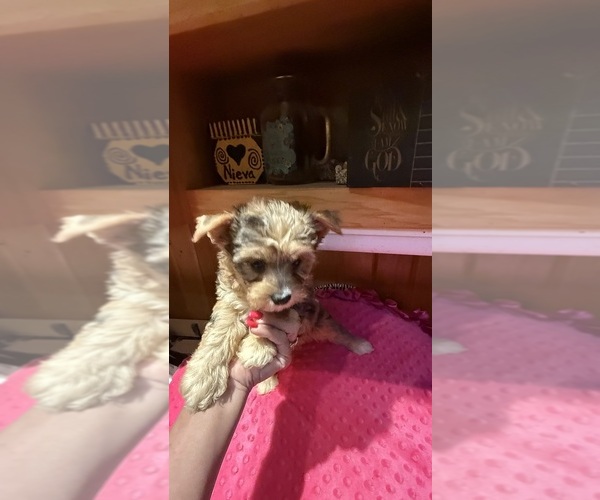 Medium Photo #6 Yorkshire Terrier Puppy For Sale in ALVORD, IA, USA