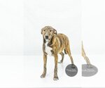 Small Photo #7 Mutt Puppy For Sale in Tuscaloosa, AL, USA