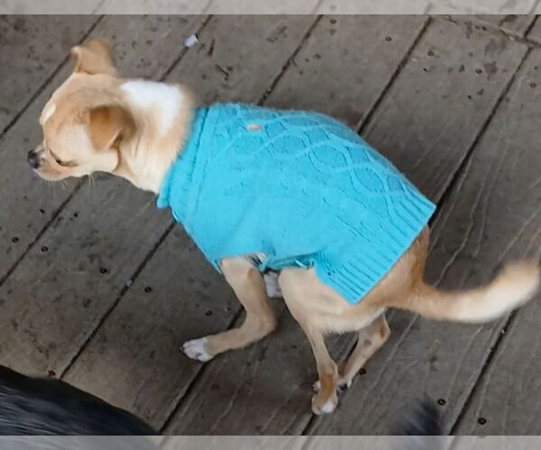 Medium Photo #4 Chihuahua Puppy For Sale in Newfoundland, PA, USA