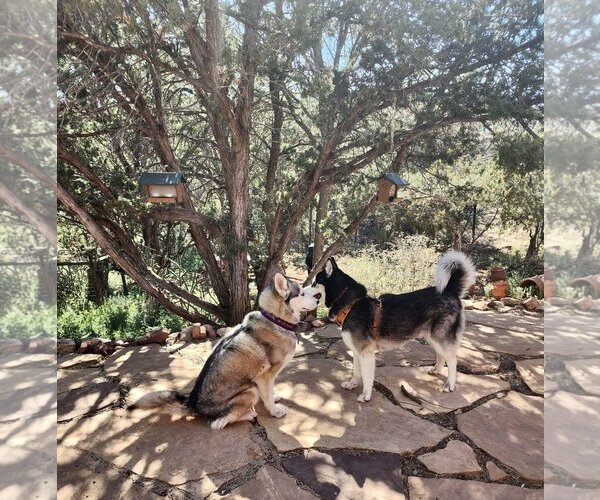 Medium Photo #4 Siberian Husky Puppy For Sale in Cedar Crest, NM, USA