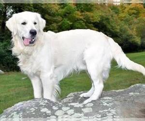 English Cream Golden Retriever Puppy for sale in NATICK, MA, USA