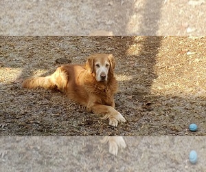 Father of the Golden Retriever puppies born on 05/01/2026