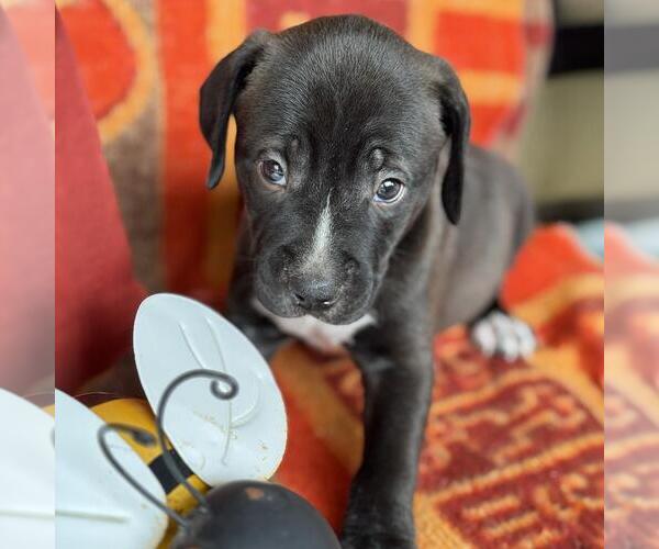 Medium Photo #4 Labrador Retriever-Unknown Mix Puppy For Sale in San Diego, CA, USA