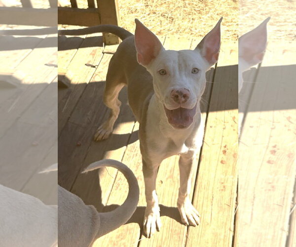Medium Photo #1 American Pit Bull Terrier-Unknown Mix Puppy For Sale in Wetumpka, AL, USA