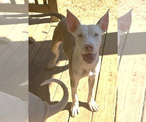 American Pit Bull Terrier-Unknown Mix Dogs for adoption in Wetumpka, AL, USA