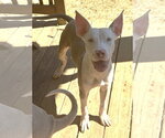 261487  Werther - Male American Pit Bull Terrier-Unknown Mix Dog for Adoption - Small photo