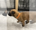Small Photo #58 Belgian Malinois Puppy For Sale in REESEVILLE, WI, USA