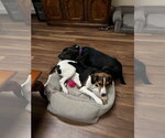 Small Photo #27 Mutt Puppy For Sale in Woodbury, NY, USA