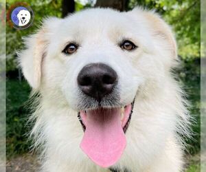 Great Pyrenees Dogs for adoption in Spring, TX, USA