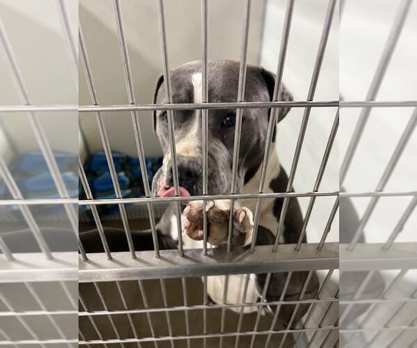 Medium Photo #3 American Staffordshire Terrier Puppy For Sale in Pierceton , IN, USA