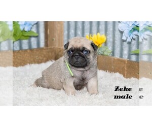 Pug Puppy for sale in CLARE, MI, USA