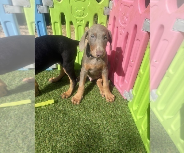 Medium Photo #26 Doberman Pinscher Puppy For Sale in HESPERIA, CA, USA
