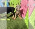 Small #25 Doberman Pinscher