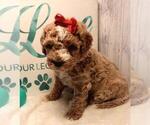 Small #12 Poodle (Toy)