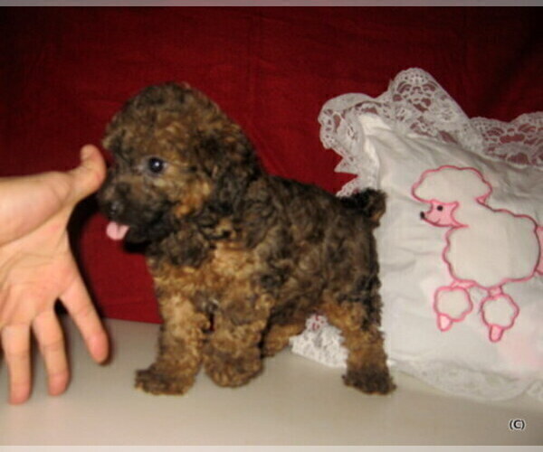 Medium Photo #1 Poodle (Toy) Puppy For Sale in BAKERSFIELD, CA, USA